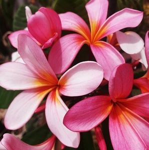 Meet your Posher, Tracy